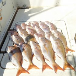 マリンガイド福丸 釣果