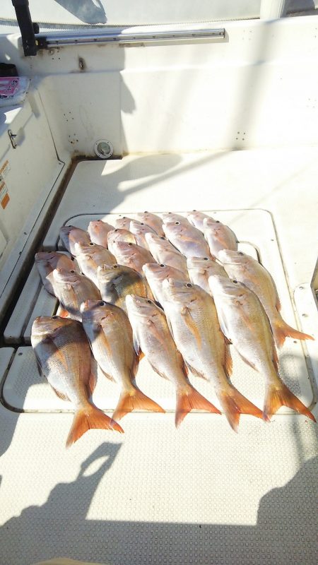 マリンガイド福丸 釣果