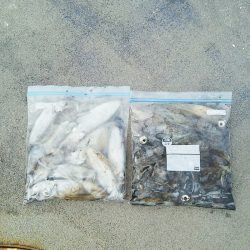 マリンガイド福丸 釣果