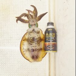 マリンガイド福丸 釣果