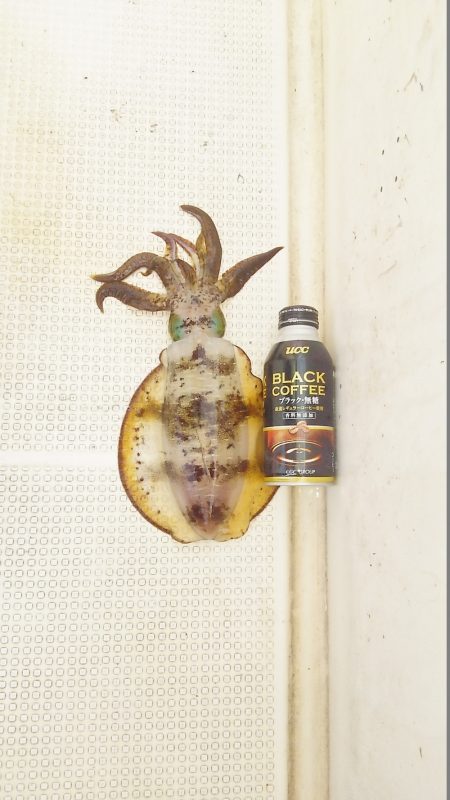 マリンガイド福丸 釣果