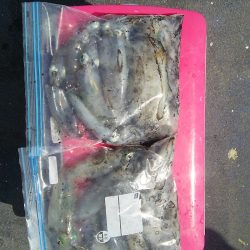 マリンガイド福丸 釣果