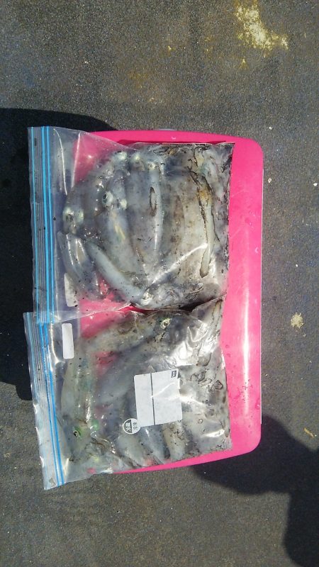 マリンガイド福丸 釣果