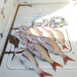 マリンガイド福丸 釣果