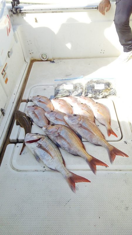マリンガイド福丸 釣果