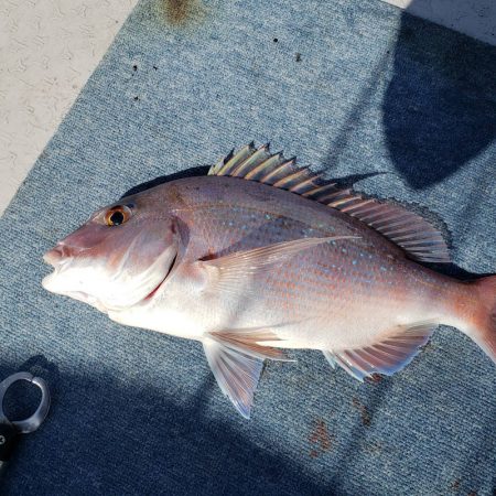 海季丸(みきまる) 釣果