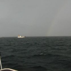 JDI Racing シールズマリンレジャー 釣果