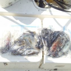 マリンガイド福丸 釣果