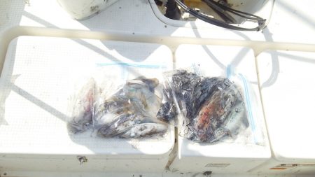 マリンガイド福丸 釣果