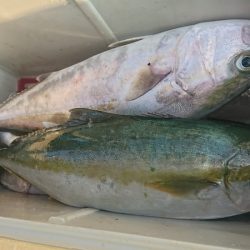 しば渡船 釣果