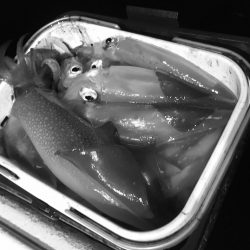 South Current 釣果