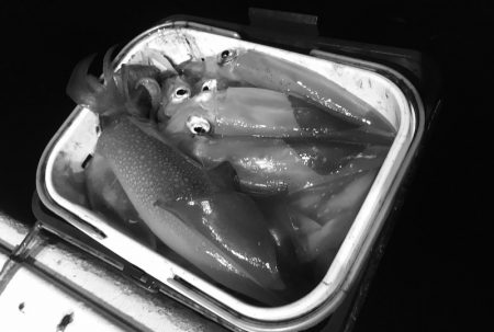 South Current 釣果