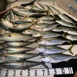 オーシャンスター(Ocean Star) 釣果