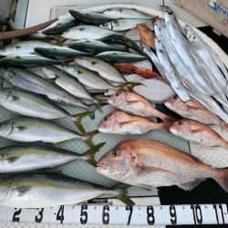 オーシャンスター(Ocean Star) 釣果