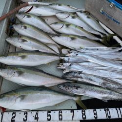 オーシャンスター(Ocean Star) 釣果