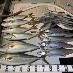 オーシャンスター(Ocean Star) 釣果