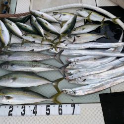 オーシャンスター(Ocean Star) 釣果