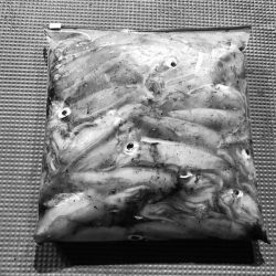 South Current 釣果