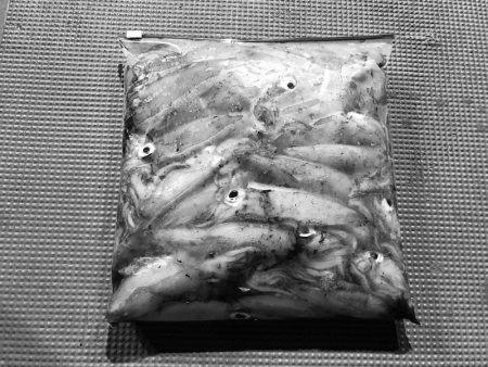 South Current 釣果