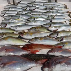 ＪＤＩ　Ｒａｃｉｎｇ　シールズマリンレジャー 釣果