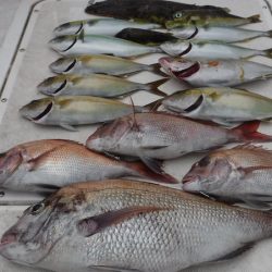 JDI Racing シールズマリンレジャー 釣果