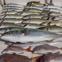 JDI Racing シールズマリンレジャー 釣果