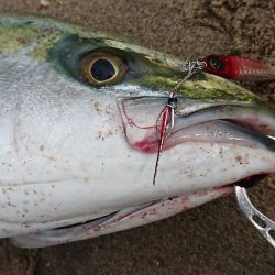 ジャックアイエースで75.5cm！【ハヤブサ（Hayabusa）ジャックアイエース　インプレッション】