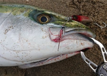 ジャックアイエースで75.5cm！【ハヤブサ（Hayabusa）ジャックアイエース　インプレッション】