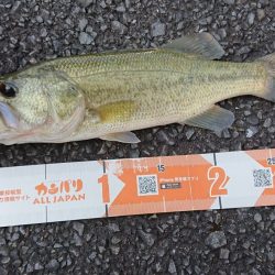 杉田ダム・永瀬ダム　バスフィッシングレポート【メガバス（Megabass）トライザ　インプレッション】