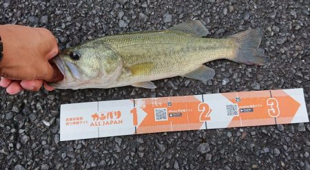 杉田ダム・永瀬ダム　バスフィッシングレポート【メガバス（Megabass）トライザ　インプレッション】