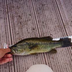 9月のレポート【メガバス（Megabass）トライザ　インプレッション】