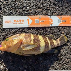 舞鶴ロックフィッシュレポート【ハヤブサ（Hayabusa）ジャックアイエース　インプレッション】