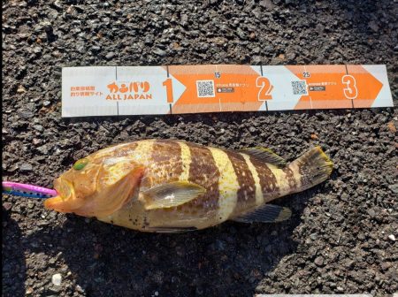 舞鶴ロックフィッシュレポート【ハヤブサ（Hayabusa）ジャックアイエース　インプレッション】