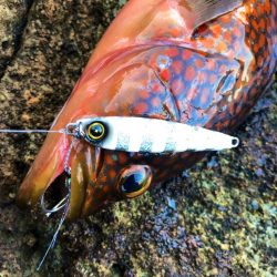 ジャックアイエースは無限の可能性！【ハヤブサ（Hayabusa）ジャックアイエース　インプレッション】