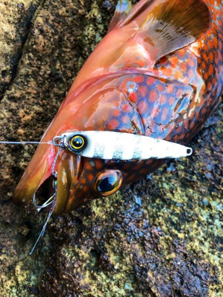 ジャックアイエースは無限の可能性！【ハヤブサ（Hayabusa）ジャックアイエース　インプレッション】