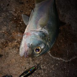 西表島よりジャックアイグロッキーショアジギングレポート！【ハヤブサ（Hayabusa）　ジャックアイグロッキー　インプレッション】