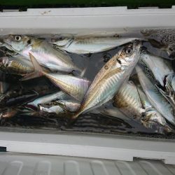 深川 吉野屋 釣果