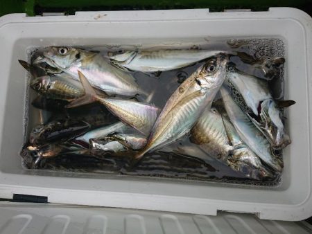 深川 吉野屋 釣果