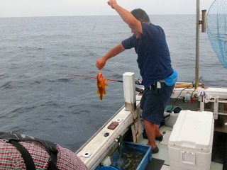 第二清洋丸 釣果