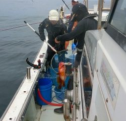 第二清洋丸 釣果