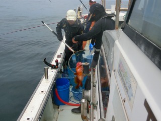 第二清洋丸 釣果