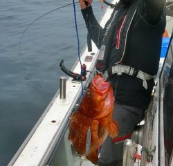 第二清洋丸 釣果