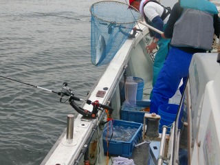 第二清洋丸 釣果