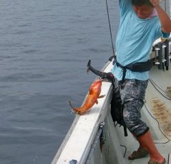 第二清洋丸 釣果