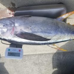 ゆたか丸 釣果
