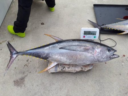 ゆたか丸 釣果