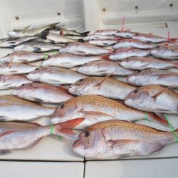 KIM Fishing Guide Service 釣果