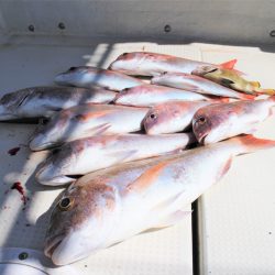 KIM Fishing Guide Service 釣果