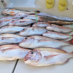 KIM Fishing Guide Service 釣果