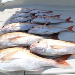 KIM Fishing Guide Service 釣果